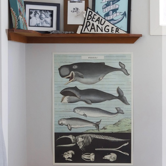 🐋 Cavallini & Co. Whales Vintage Image Chart Poster - NWT - Picture 6 of 8